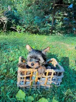 Tido , a male Yorkshire Terrier for sale in Clarkesville, GA – 1 of 8