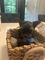 G1, a female Yorkshire Terrier for sale in Clarkesville, GA – 3 of 10