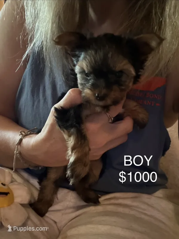 4 girls 1 boy – Yorkshire Terrier puppy for sale in Clarkesville, GA