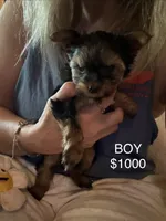 4 girls 1 boy, a female Yorkshire Terrier for sale in Clarkesville, GA – 1 of 10