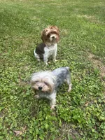 4 girls 1 boy, a female Yorkshire Terrier for sale in Clarkesville, GA – 10 of 10