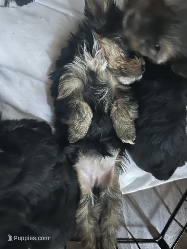 Tido  – Yorkshire Terrier puppy for sale in Clarkesville, GA