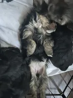 Tido , a male Yorkshire Terrier for sale in Clarkesville, GA – 1 of 5
