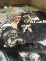 4 girls 1 boy, a female Yorkshire Terrier for sale in Clarkesville, GA – 5 of 10