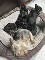 Tido , a male Yorkshire Terrier for sale in Clarkesville, GA – 4 of 5