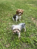 G1, a female Yorkshire Terrier for sale in Clarkesville, GA – 8 of 10