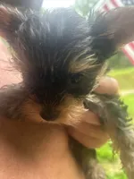 Millie, a female Yorkshire Terrier for sale in Clarkesville, GA – 2 of 7