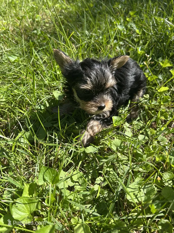 Millie – Yorkshire Terrier puppy for sale in Clarkesville, GA