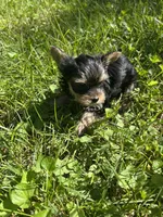 Millie, a female Yorkshire Terrier for sale in Clarkesville, GA – 1 of 7