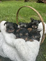 Tido , a male Yorkshire Terrier for sale in Clarkesville, GA – 2 of 5