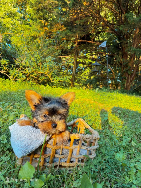 Millie – Yorkshire Terrier puppy for sale in Clarkesville, GA