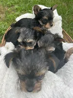 G1, a female Yorkshire Terrier for sale in Clarkesville, GA – 9 of 10