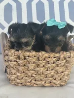G1, a female Yorkshire Terrier for sale in Clarkesville, GA – 10 of 10