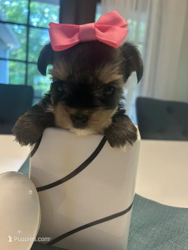 G1 – Yorkshire Terrier puppy for sale in Clarkesville, GA
