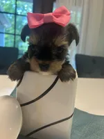 G1, a female Yorkshire Terrier for sale in Clarkesville, GA – 1 of 10