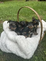 G1, a female Yorkshire Terrier for sale in Clarkesville, GA – 4 of 10