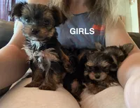 4 girls 1 boy, a female Yorkshire Terrier for sale in Clarkesville, GA – 2 of 10