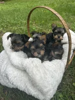 4 girls 1 boy, a female Yorkshire Terrier for sale in Clarkesville, GA – 9 of 10