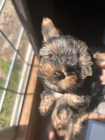 Millie, a female Yorkshire Terrier for sale in Clarkesville, GA – 7 of 7