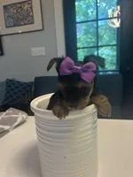G1, a female Yorkshire Terrier for sale in Clarkesville, GA – 7 of 10