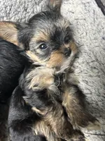 G1, a female Yorkshire Terrier for sale in Clarkesville, GA – 6 of 10