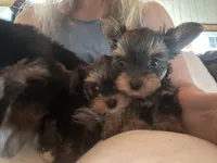 4 girls 1 boy, a female Yorkshire Terrier for sale in Clarkesville, GA – 4 of 10