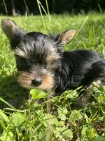 Millie, a female Yorkshire Terrier for sale in Clarkesville, GA – 5 of 7
