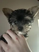 Tido , a male Yorkshire Terrier for sale in Clarkesville, GA – 2 of 8