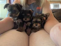 4 girls 1 boy, a female Yorkshire Terrier for sale in Clarkesville, GA – 7 of 10