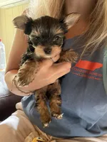 4 girls 1 boy, a female Yorkshire Terrier for sale in Clarkesville, GA – 6 of 10