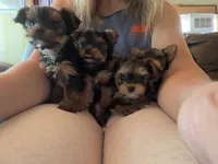Millie, a female Yorkshire Terrier for sale in Clarkesville, GA – 4 of 7