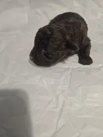 Hershey , a male Poodle - Toy  for sale in Swansea, SC – 4 of 5