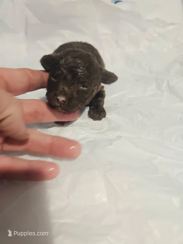 Hershey  – Poodle - Toy  puppy for sale in Swansea, SC