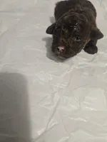 Hershey , a male Poodle - Toy  for sale in Swansea, SC – 3 of 5