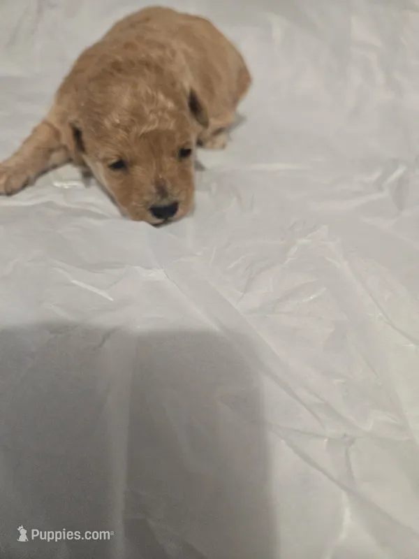 Chance, a male Poodle - Toy  for sale in Swansea, SC – 1 of 3