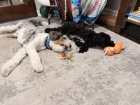 Zoey, a female Miniature Goldendoodle for sale in Rochester Hills, MI – 4 of 6