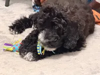 Zoey, a female Miniature Goldendoodle for sale in Rochester Hills, MI – 2 of 6