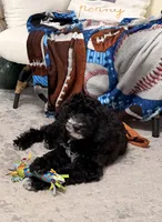 Zoey, a female Miniature Goldendoodle for sale in Rochester Hills, MI – 3 of 6