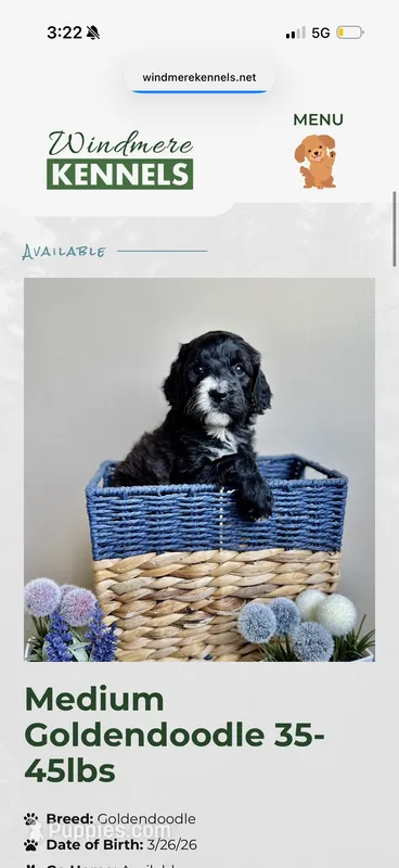 Zoey, a female Miniature Goldendoodle for sale in Rochester Hills, MI – 1 of 6