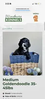 Zoey, a female Miniature Goldendoodle for sale in Rochester Hills, MI – 1 of 6