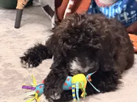 Zoey, a female Miniature Goldendoodle for sale in Rochester Hills, MI – 6 of 6
