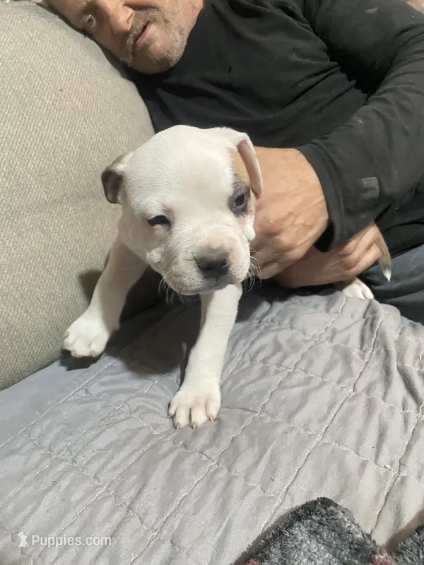 Male#1 – American Bully puppy for sale in Englewood, CO