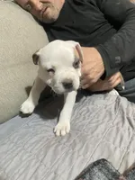 Male#1, a male American Bully for sale in Englewood, CO – 1 of 5