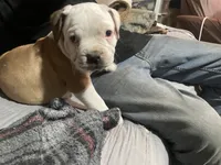 Male #3, a male American Bully for sale in Englewood, CO – 1 of 3