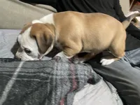Male #2, a male American Bully for sale in Englewood, CO – 2 of 3