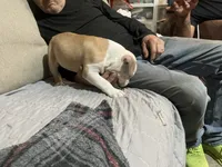 Male#1, a male American Bully for sale in Englewood, CO – 3 of 5