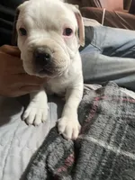 Male #3, a male American Bully for sale in Englewood, CO – 3 of 3