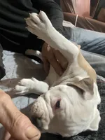 Male #3, a male American Bully for sale in Englewood, CO – 2 of 3