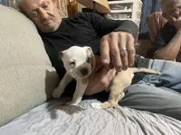 Male#1, a male American Bully for sale in Englewood, CO – 2 of 5