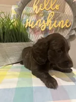 Cocoa, a male Miniature Dachshund for sale in Denham Springs, LA – Photo 2 of 3